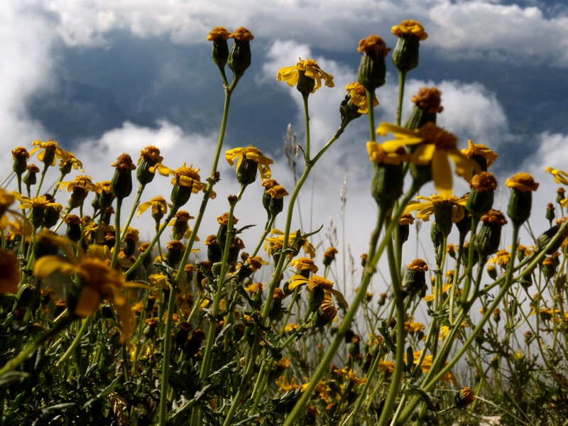 composita gialla, in montagna - Senecio rupestris