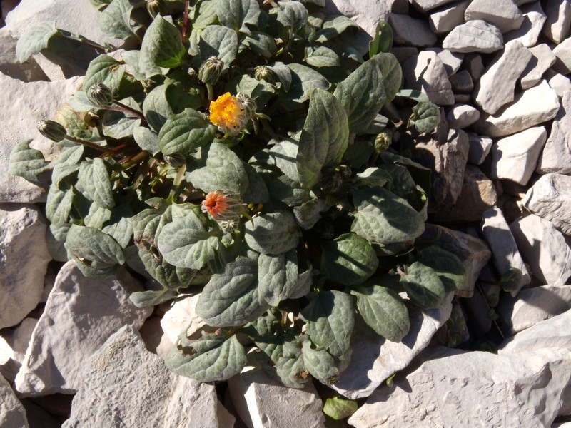 Crepis pygmaea subsp.pygmaea / Radicchiella dei ghiaioni