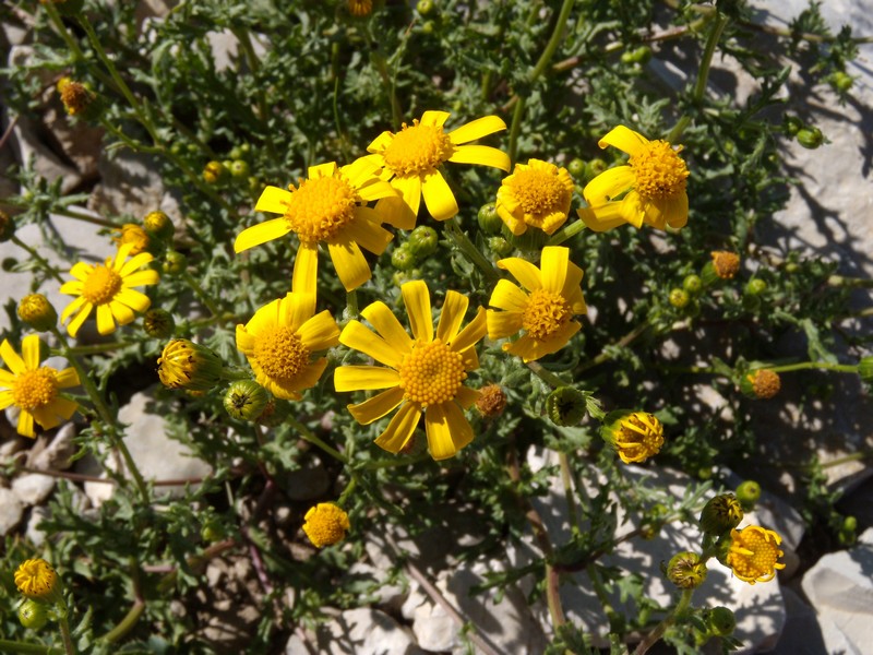 composita gialla, in montagna - Senecio rupestris