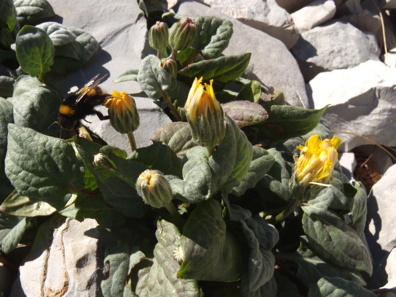 Crepis pygmaea subsp.pygmaea / Radicchiella dei ghiaioni