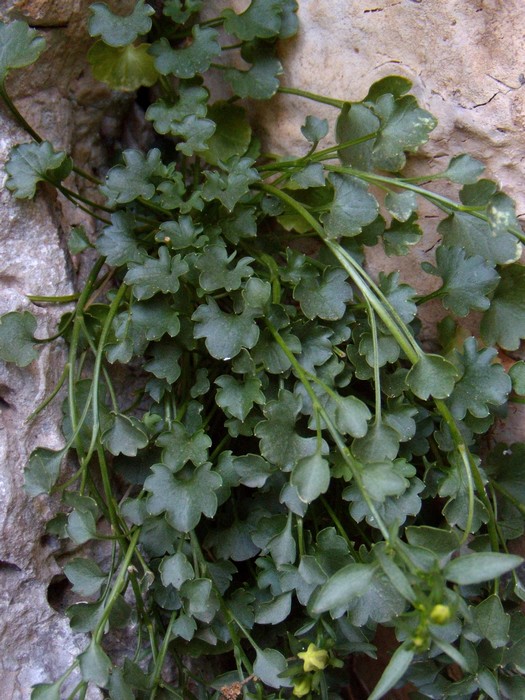 Campanula fragilis / Campanula napoletana