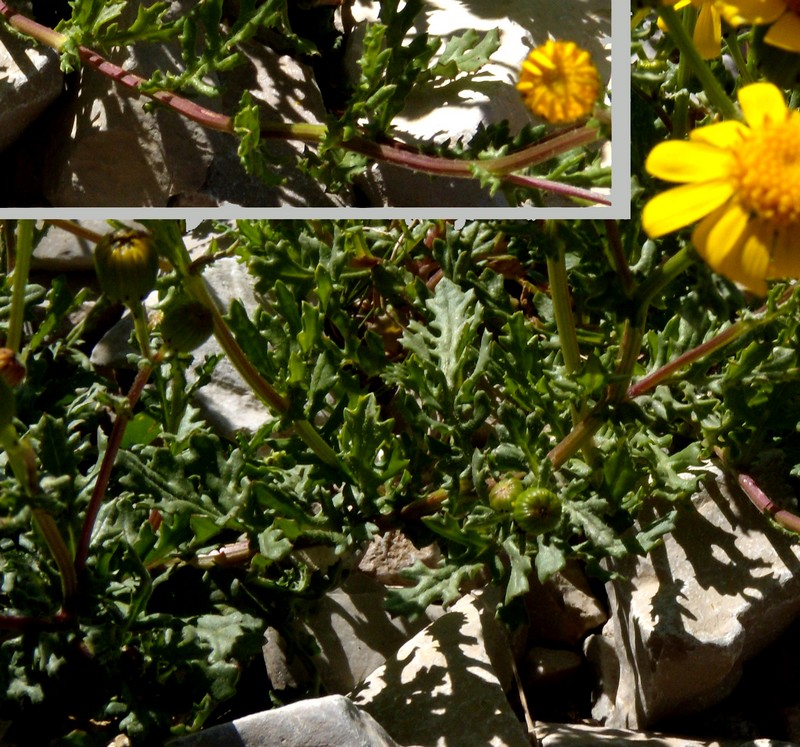 composita gialla, in montagna - Senecio rupestris