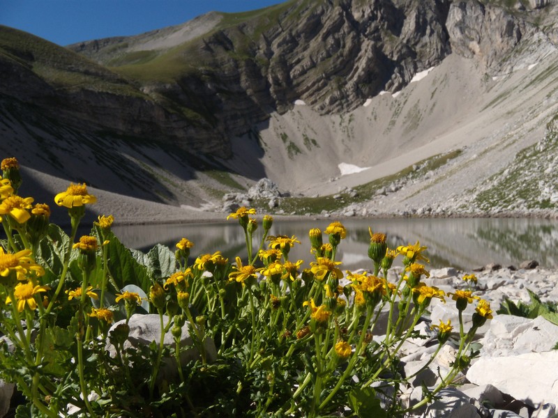 composita gialla, in montagna - Senecio rupestris