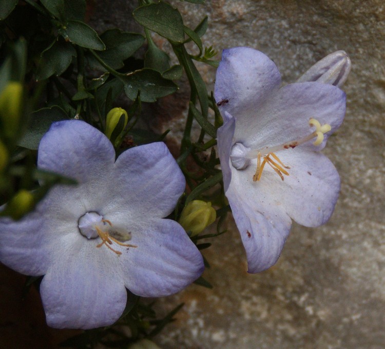 Campanula fragilis / Campanula napoletana