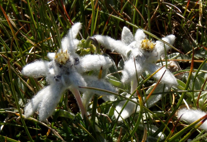 Leontopodium nivale / Stella alpina  appenninica