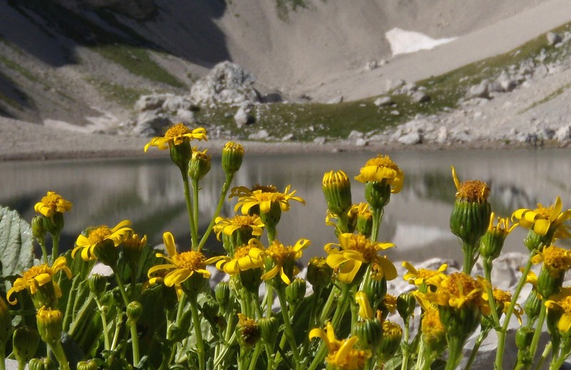 composita gialla, in montagna - Senecio rupestris