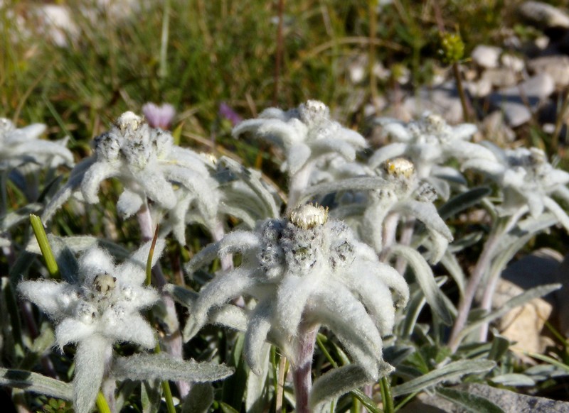 Leontopodium nivale / Stella alpina  appenninica