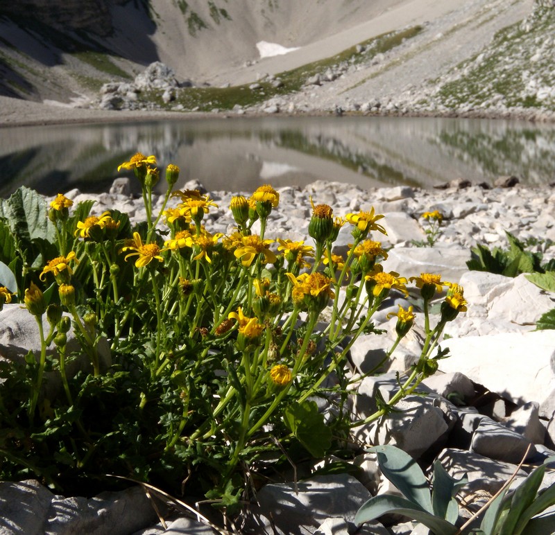 composita gialla, in montagna - Senecio rupestris