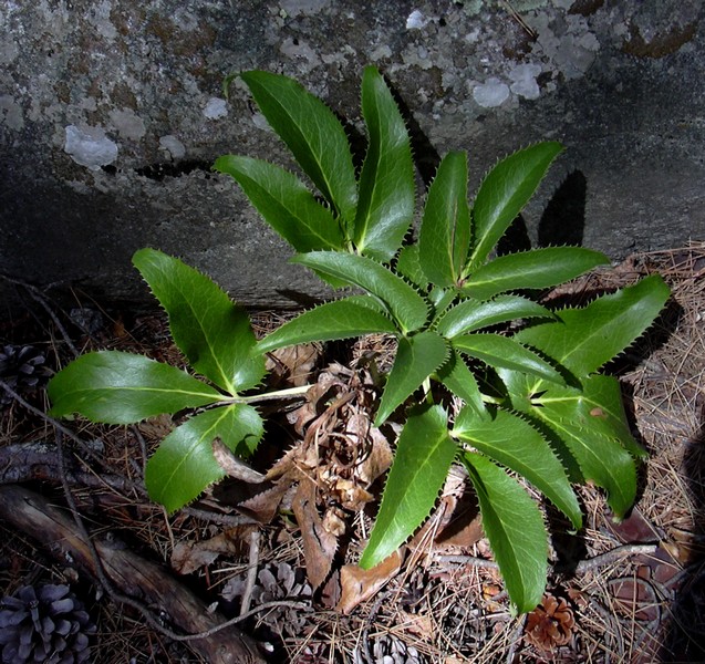 Helleborus lividus subsp. corsicus