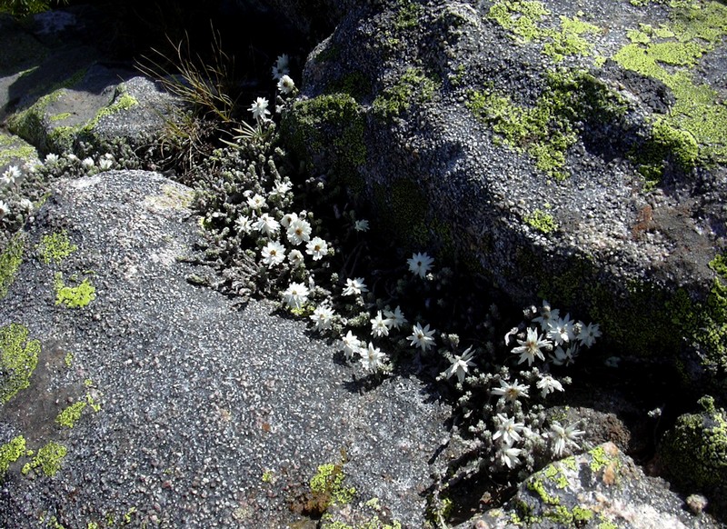 Castroviejoa frigida (=Helichrysum frigidum) / Perpetuini del Limbara