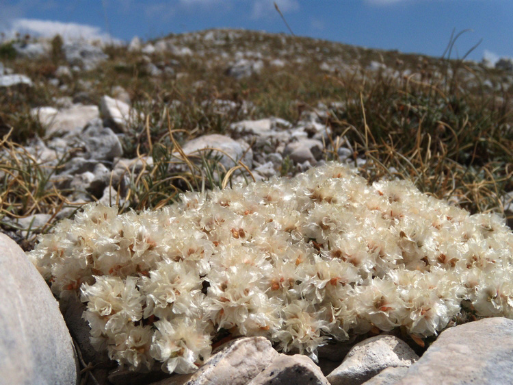 Paronychia Kapela in versione 