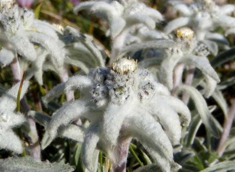 Leontopodium nivale / Stella alpina  appenninica