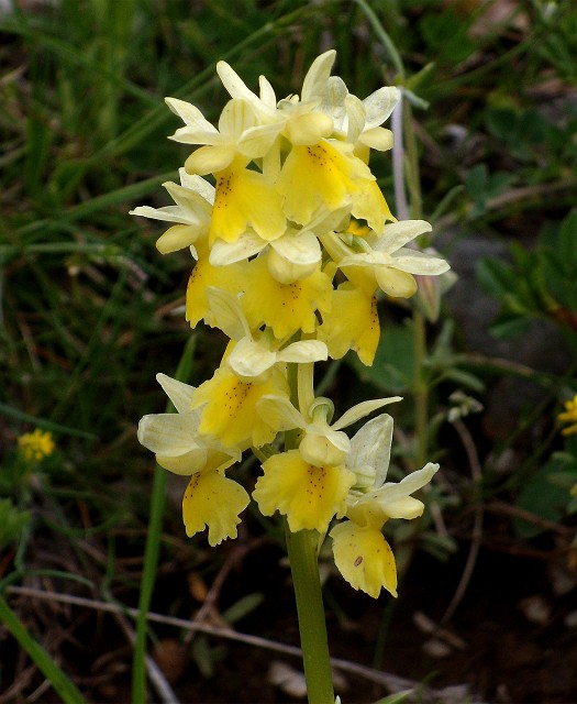 Orchis pauciflora, M.te Navegna, Lazio