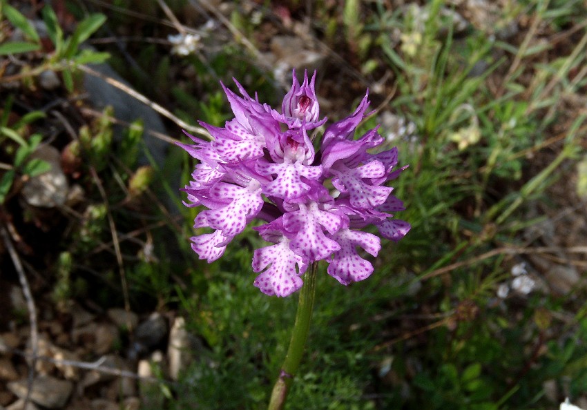 Neotinea tridentata