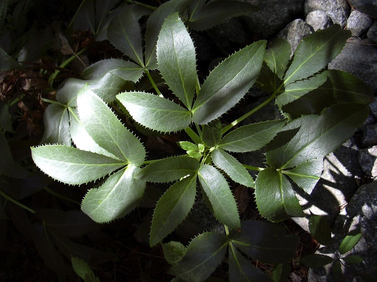 Helleborus lividus subsp. corsicus