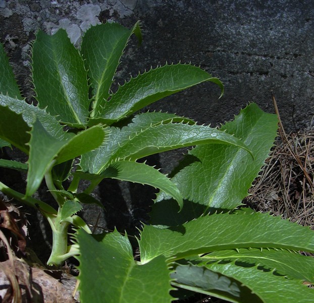 Helleborus lividus subsp. corsicus