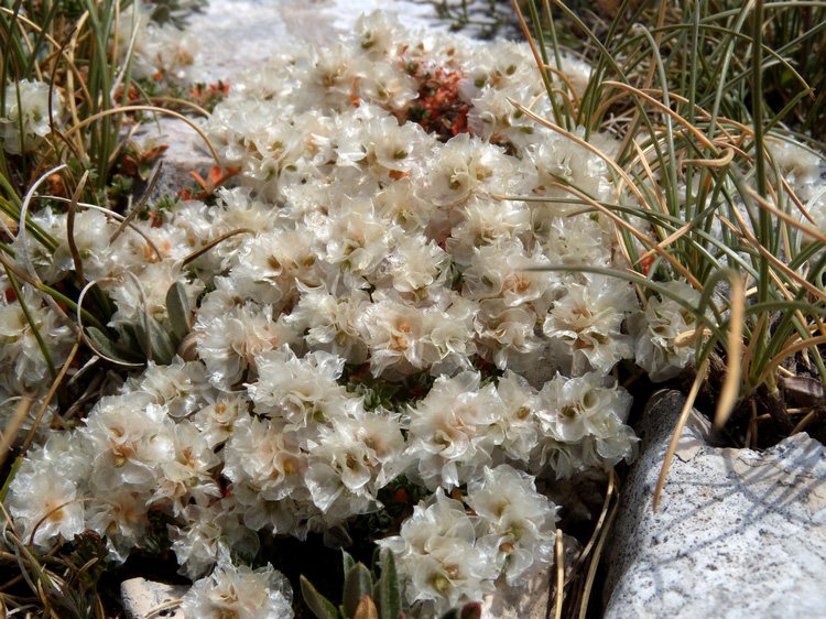 Paronychia Kapela in versione 