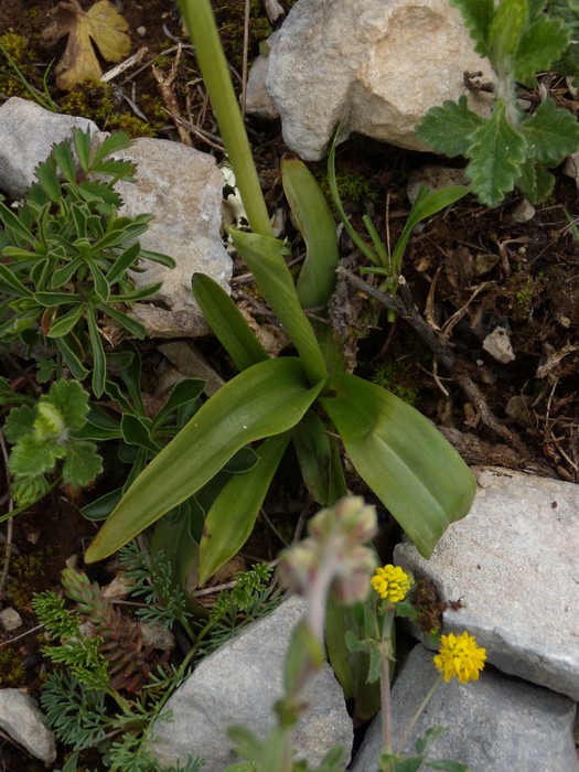 Orchis pauciflora, M.te Navegna, Lazio