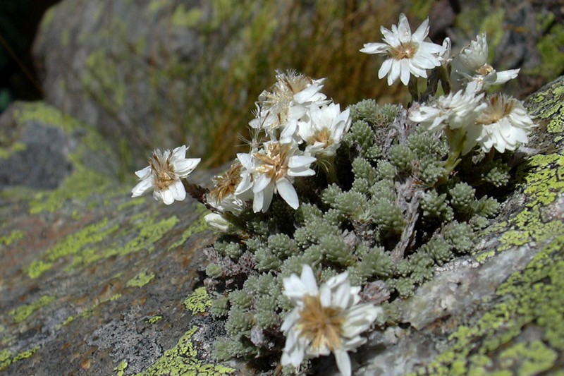 Castroviejoa frigida (=Helichrysum frigidum) / Perpetuini del Limbara
