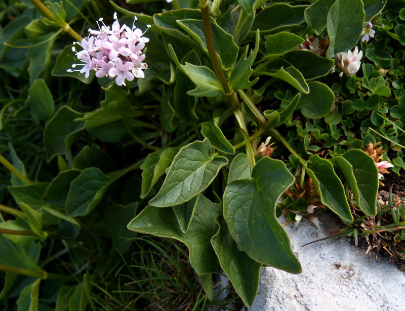 Valeriana montana / Valeriana montana