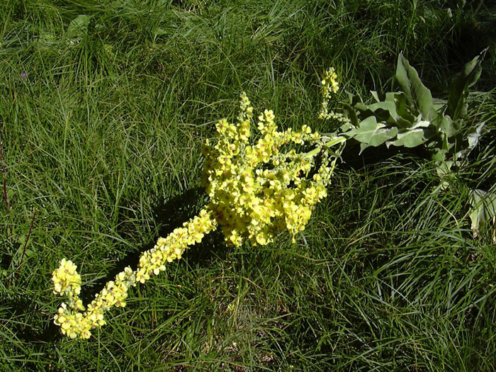 Verbascum cfr.longifolium