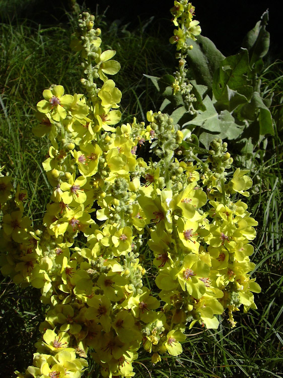 Verbascum cfr.longifolium