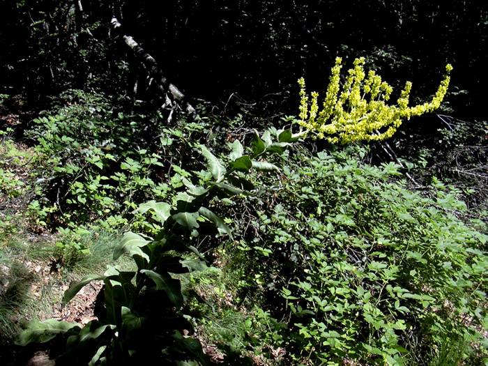 Verbascum cfr.longifolium