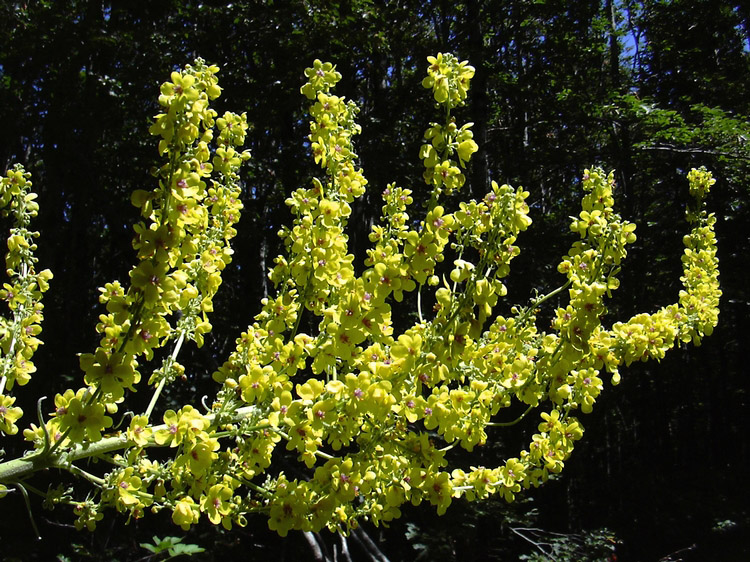 Verbascum cfr.longifolium