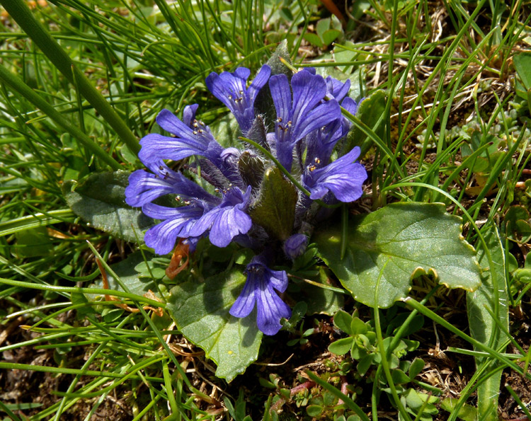 Ajuga tenorei / Iva acaule