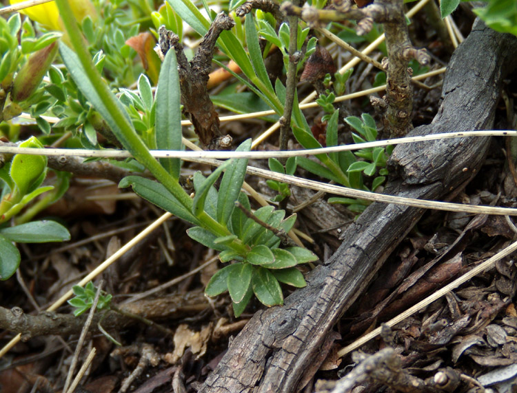 Polygala major / Poligala maggiore