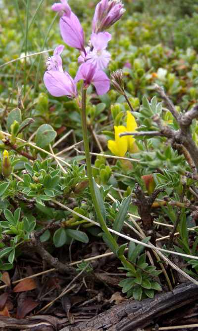 Polygala major / Poligala maggiore