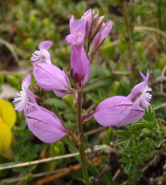 Polygala major / Poligala maggiore