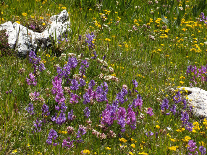 Polygala major / Poligala maggiore