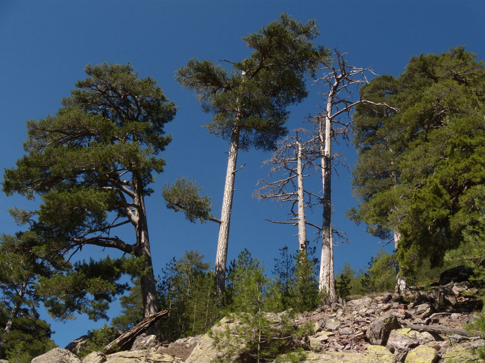 Pinus nigra ssp. laricio