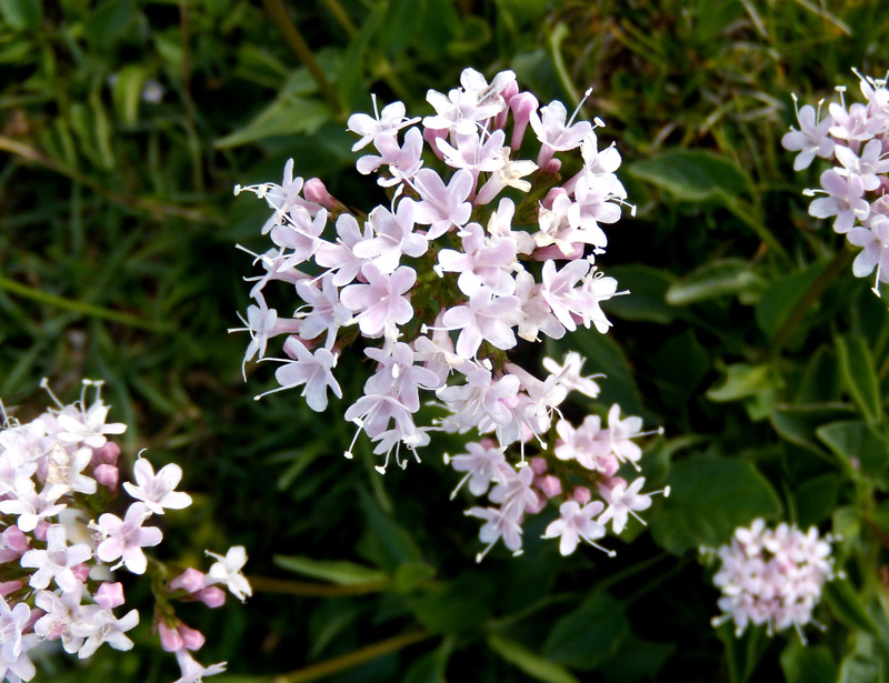 Valeriana montana / Valeriana montana