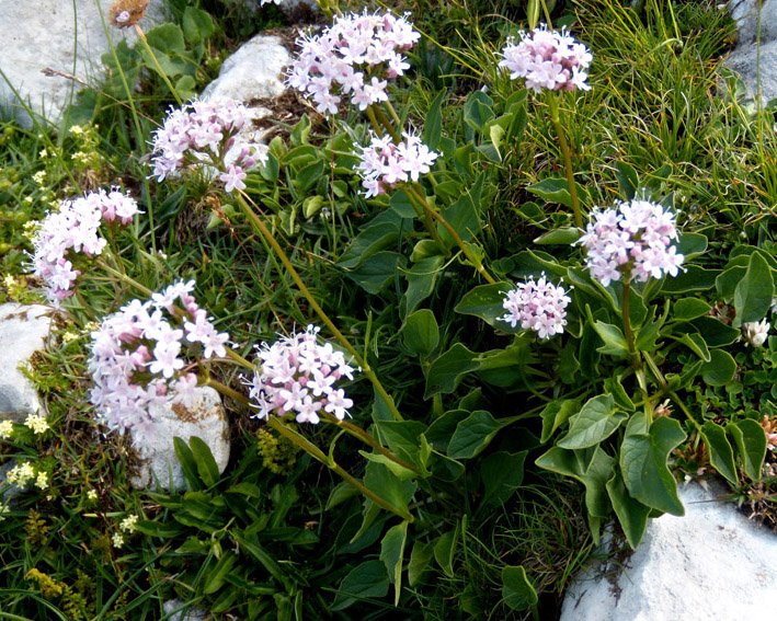 Valeriana montana / Valeriana montana