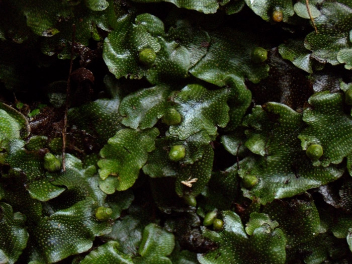 Marchantia...