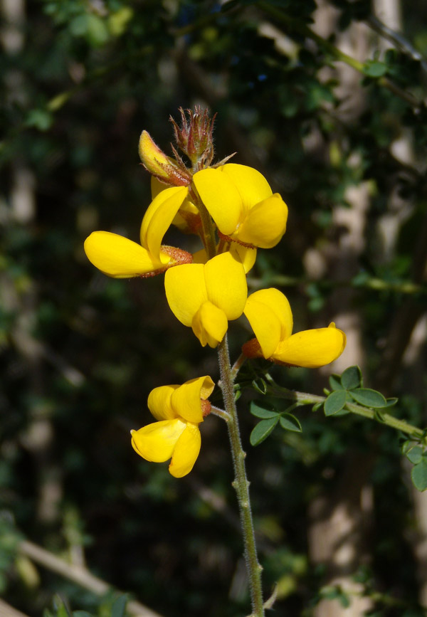 Adenocarpus complicatus / Ginestra ghiandolosa