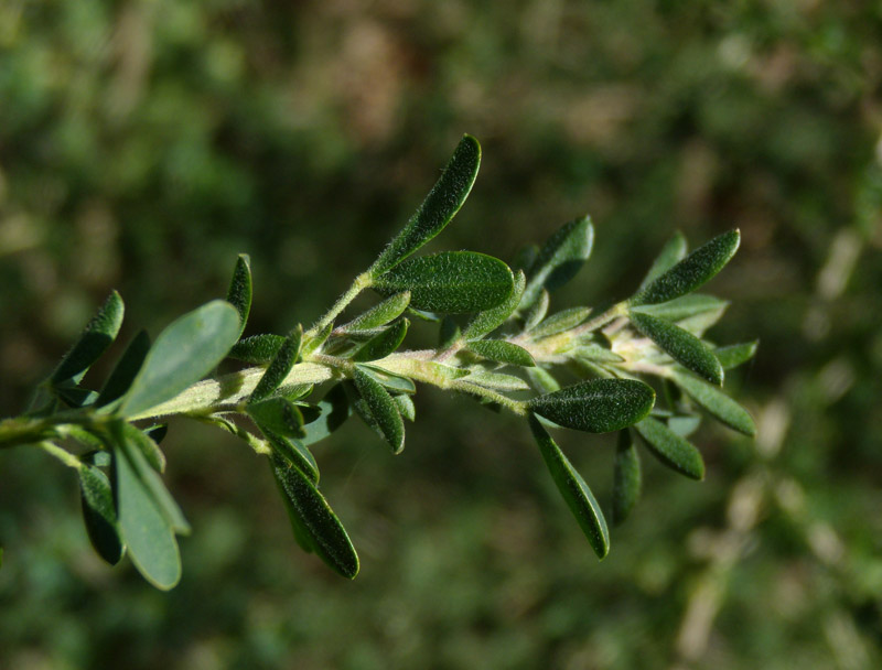 Adenocarpus complicatus / Ginestra ghiandolosa