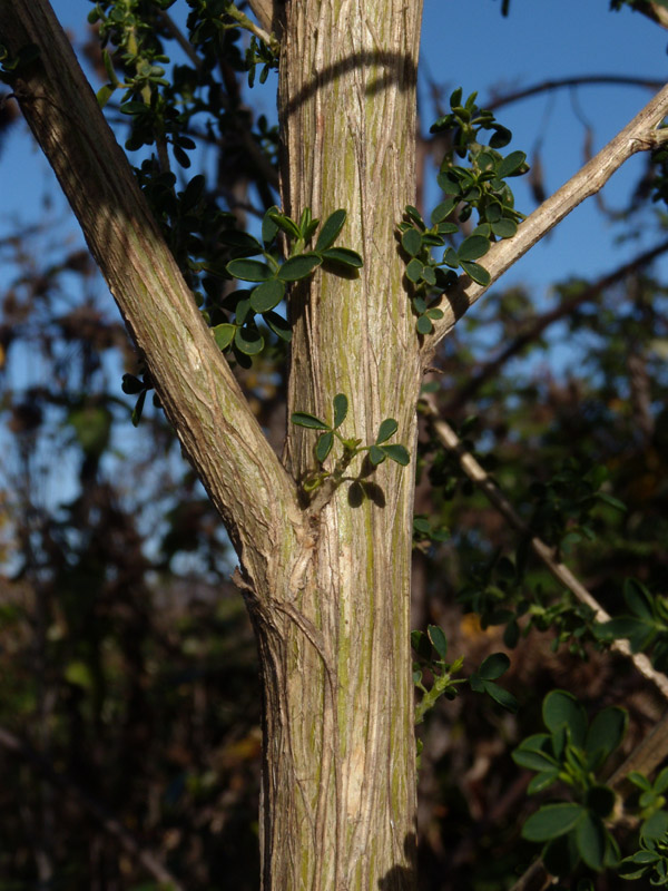 Adenocarpus complicatus / Ginestra ghiandolosa