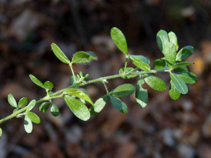 Adenocarpus complicatus / Ginestra ghiandolosa