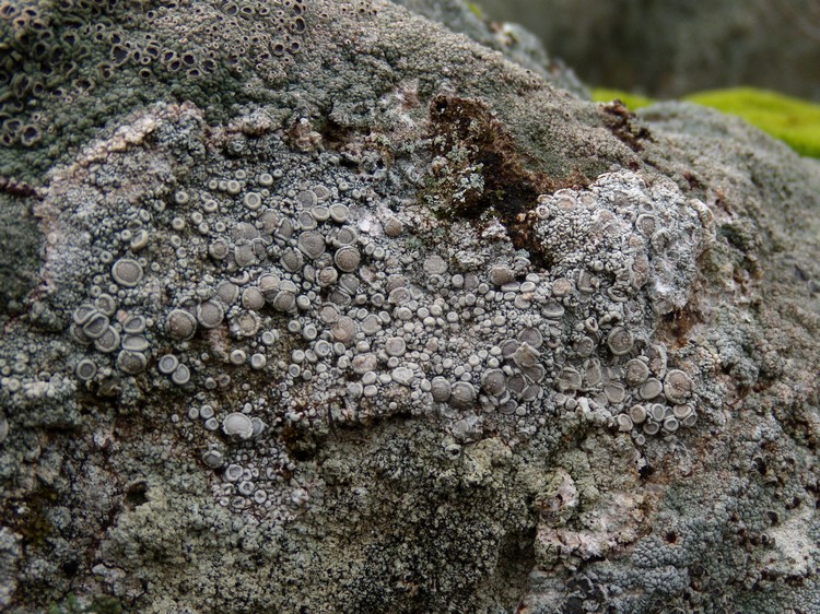 licheni crostosi su tufo