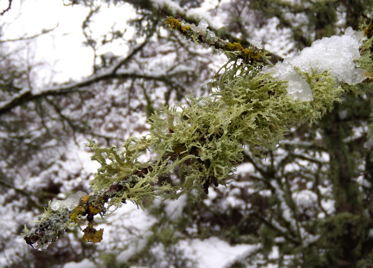 Ramalina sp.