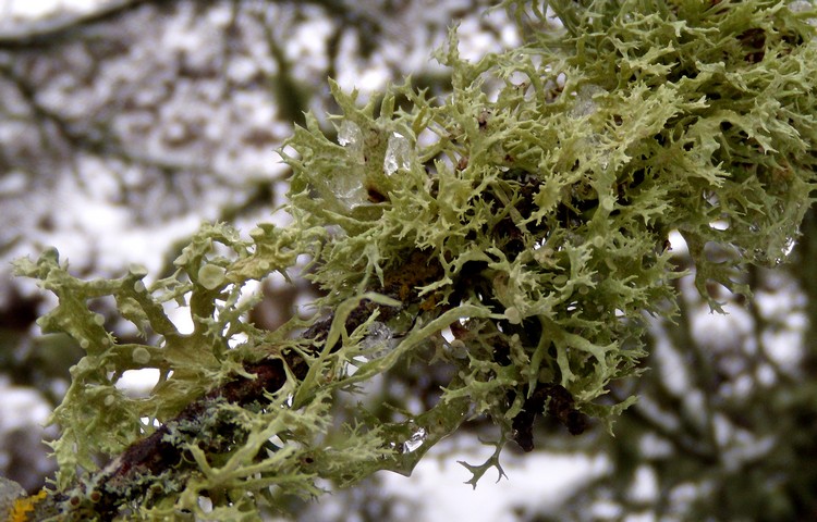 Ramalina sp.