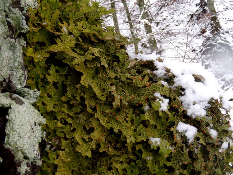 Lobaria polmonata