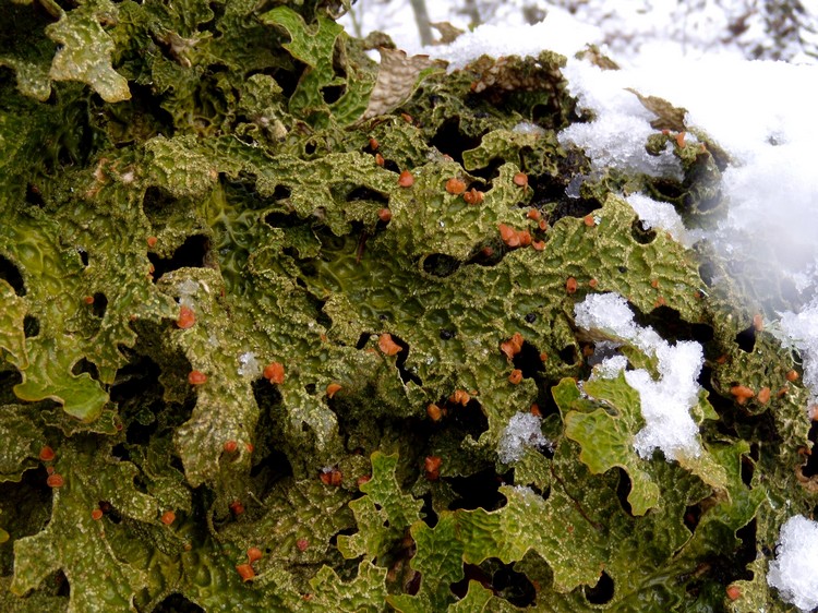 Lobaria polmonata