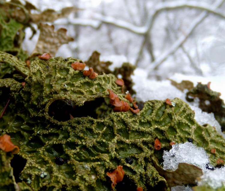 Lobaria polmonata