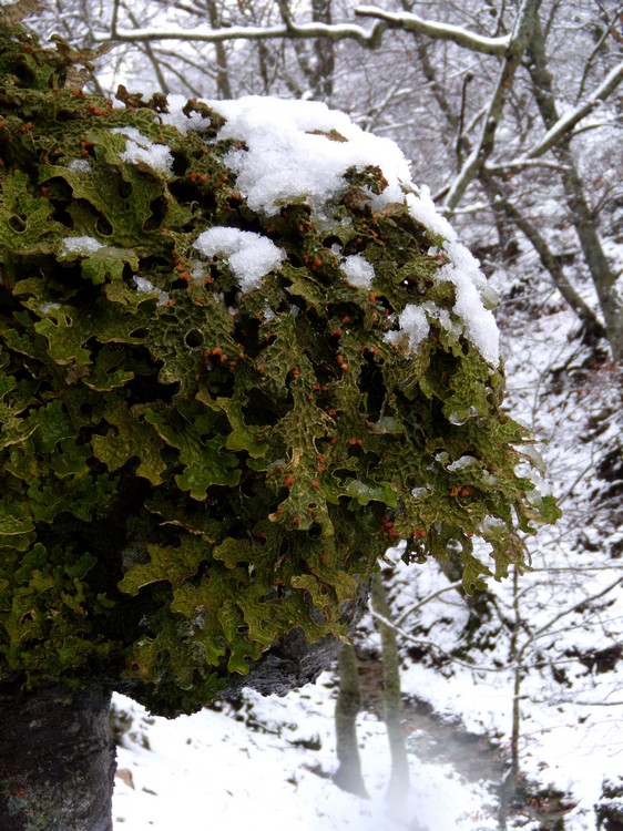 Lobaria polmonata