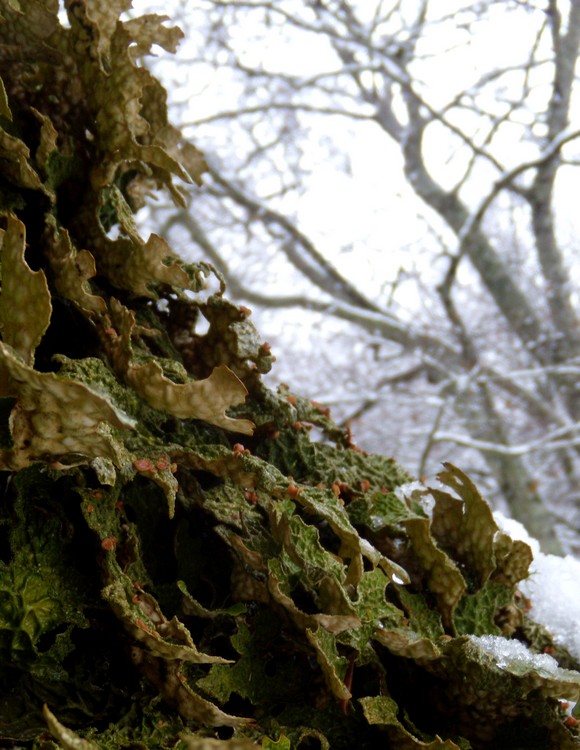 Lobaria polmonata