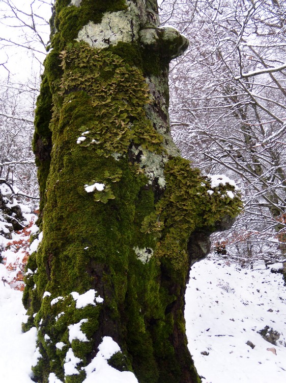 Lobaria polmonata